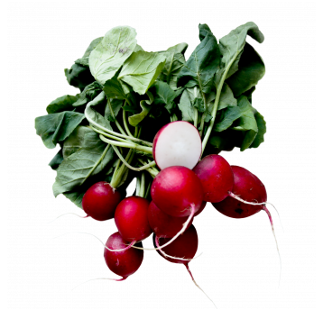 Rzodkiewka pęczek